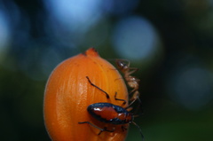 Camponotus conspicuus