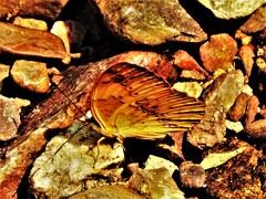 Cupha erymanthis
