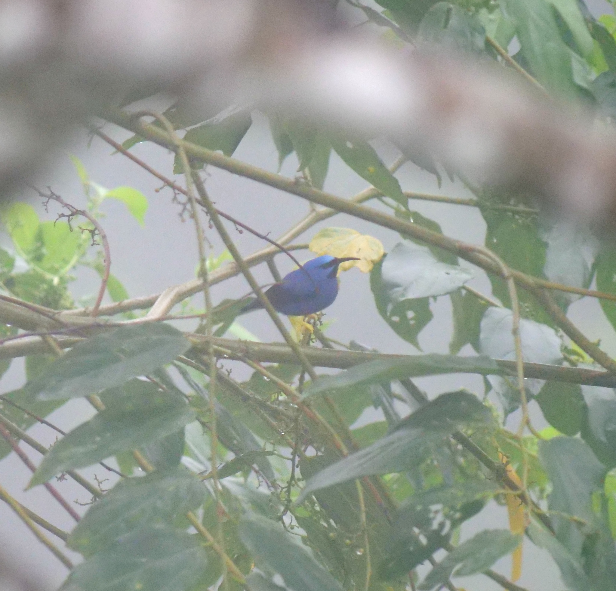 Purple Honeycreeper (Cyanerpes caeruleus), photo 7