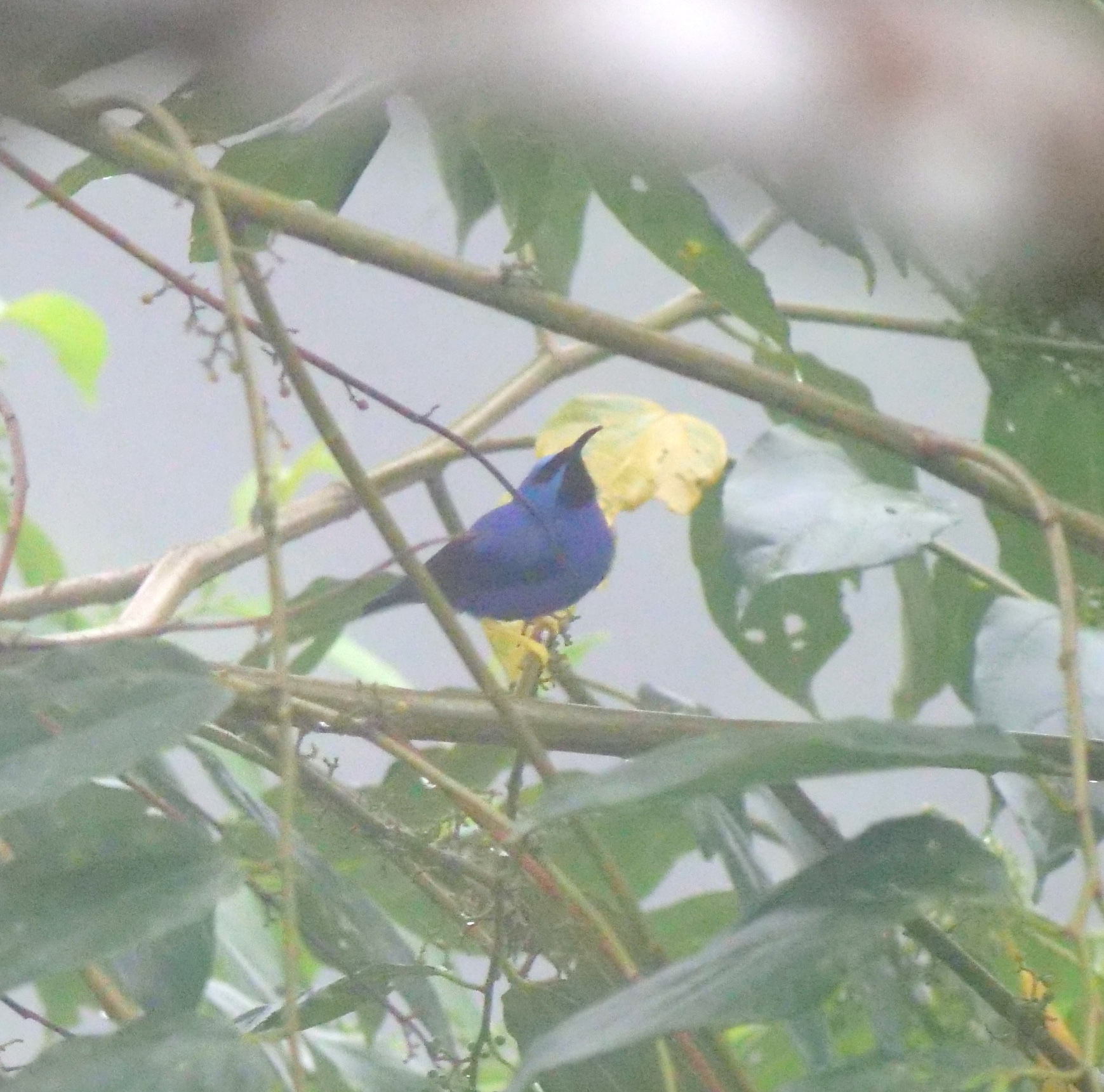 Purple Honeycreeper (Cyanerpes caeruleus), photo 6