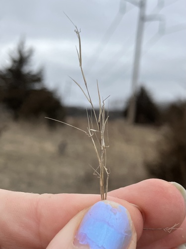 Forked Three-awn Grass (Aristida basiramea)