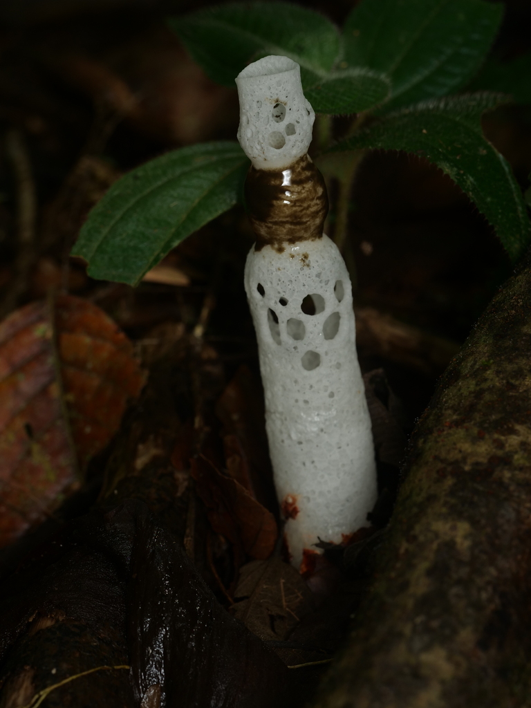 Staheliomyces cinctus · March 2026 · photo: © oecophylla (iNaturalist, cc0)