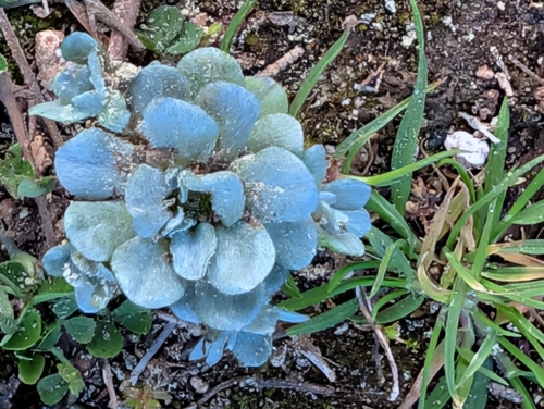 Foto de Filago pygmaea