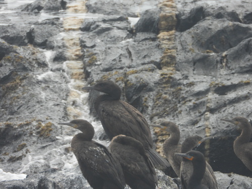 iNaturalist image