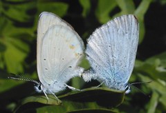 Plebejus anna ricei