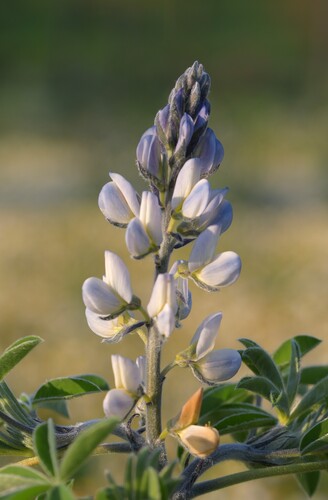 White Lupin (Lupinus albus)