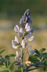 Lupinus albus, photograph (c) Paulo Martins, some rights reserved (CC BY-SA)
