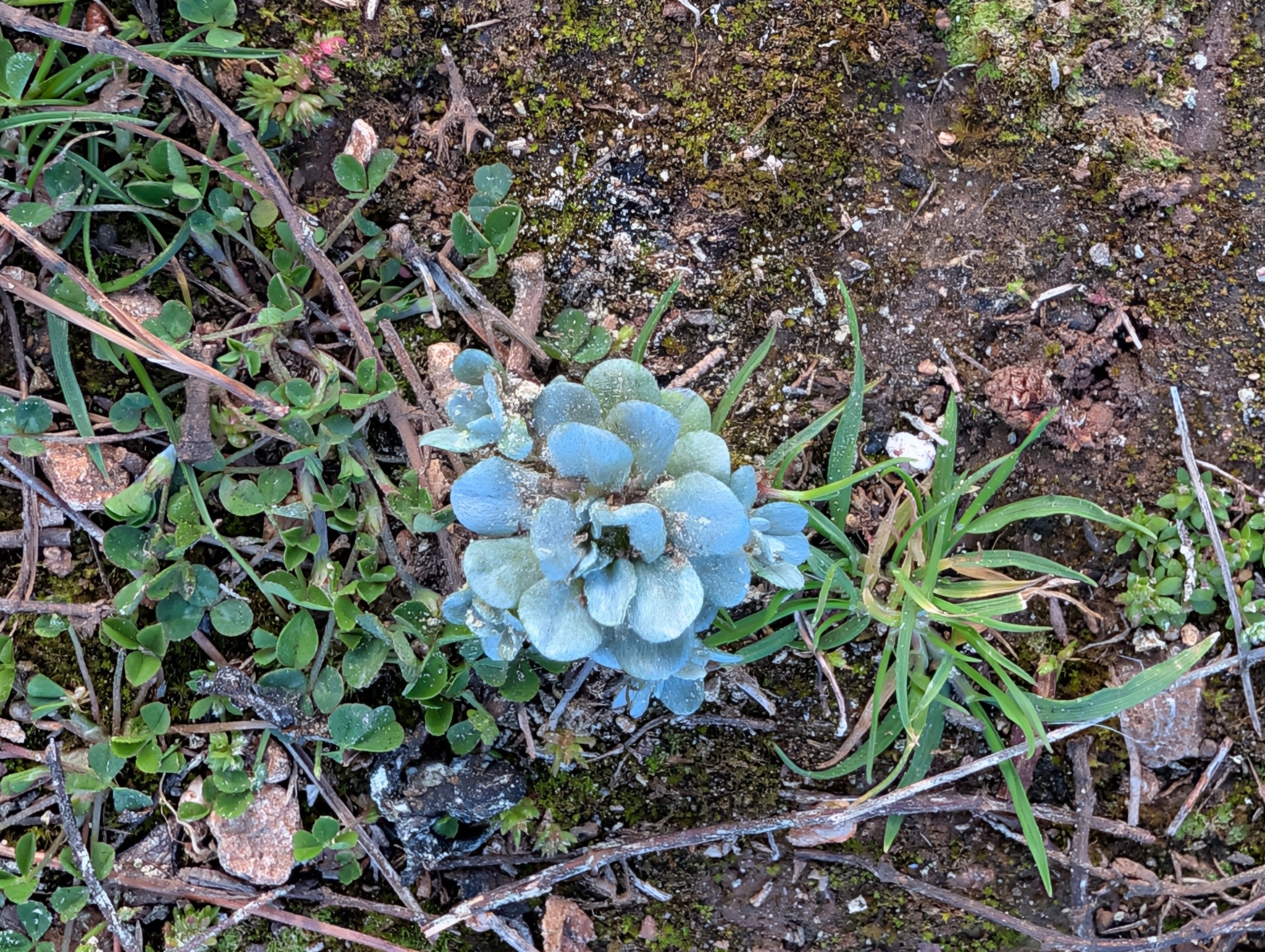 Imagem de Filago pygmaea