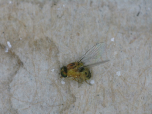 Unknown species found near 8305 Camp Durant Rd, Raleigh, NC 27614