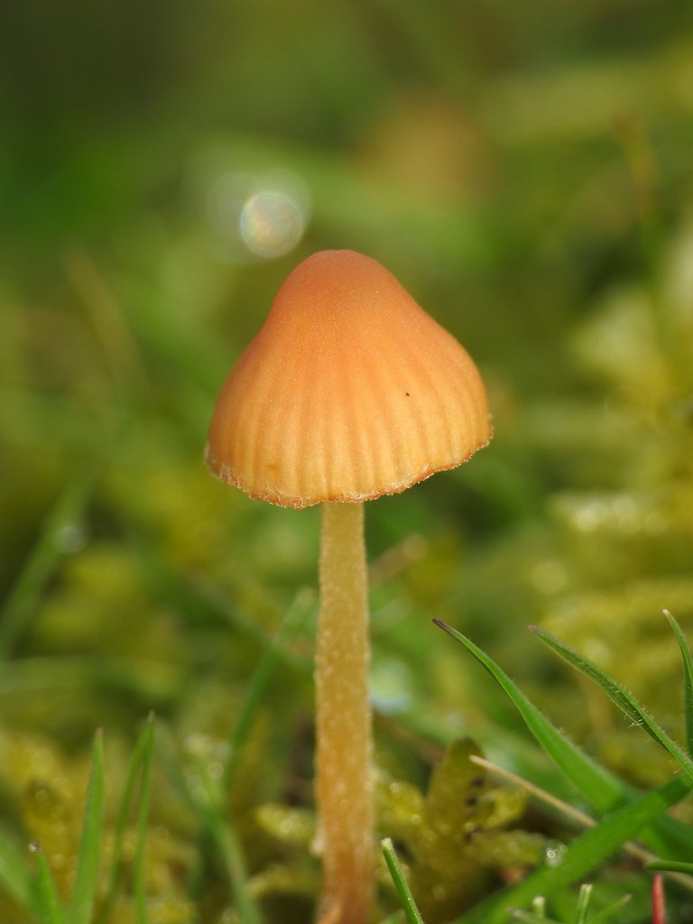 Galerina · March 2026 · photo: © rolandramsdale (iNaturalist, cc0)
