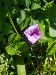 Ipomoea ficifolia