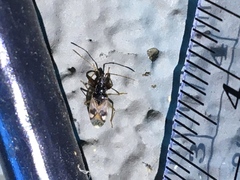 Pseudopamera nitidula