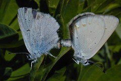Plebejus anna ricei