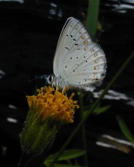 Plebejus anna ricei