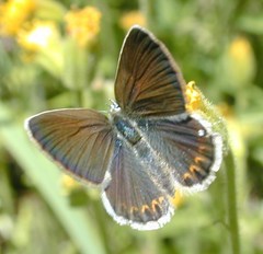 Plebejus anna ricei