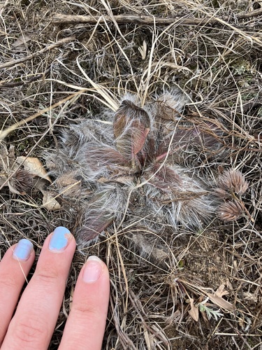 hairy hawkweed (Hieracium longipilum)