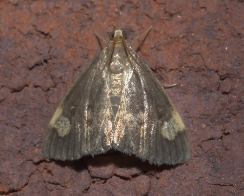 Large-spotted Evergestis Moth photo 3