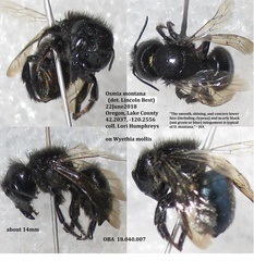 Osmia montana