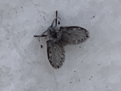 Unknown species found near Cordelia Rd, Fairfield, CA, US