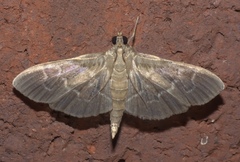 Pilocrocis ramentalis