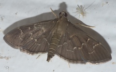 Pilocrocis ramentalis