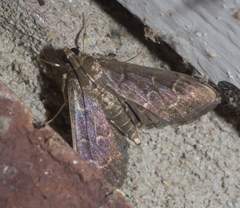 Pilocrocis ramentalis