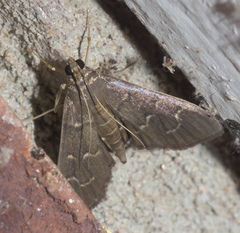 Pilocrocis ramentalis