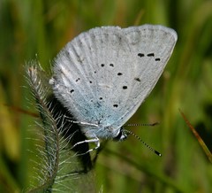 Plebejus anna ricei