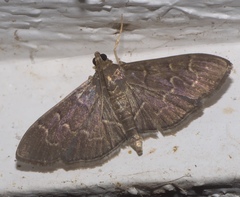 Pilocrocis ramentalis