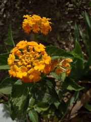 Lantana × hybrida