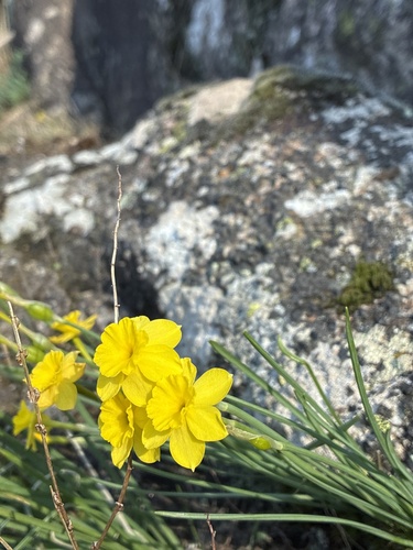 Narcissus rupicola, photograph 3
