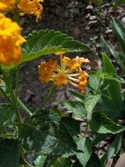 Lantana × hybrida