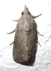 Hypocala rostrata