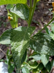 Lantana × hybrida