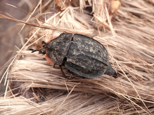 Ridged Carrion Beetle photo 4
