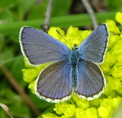 Plebejus anna ricei