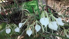 Brassavola nodosa