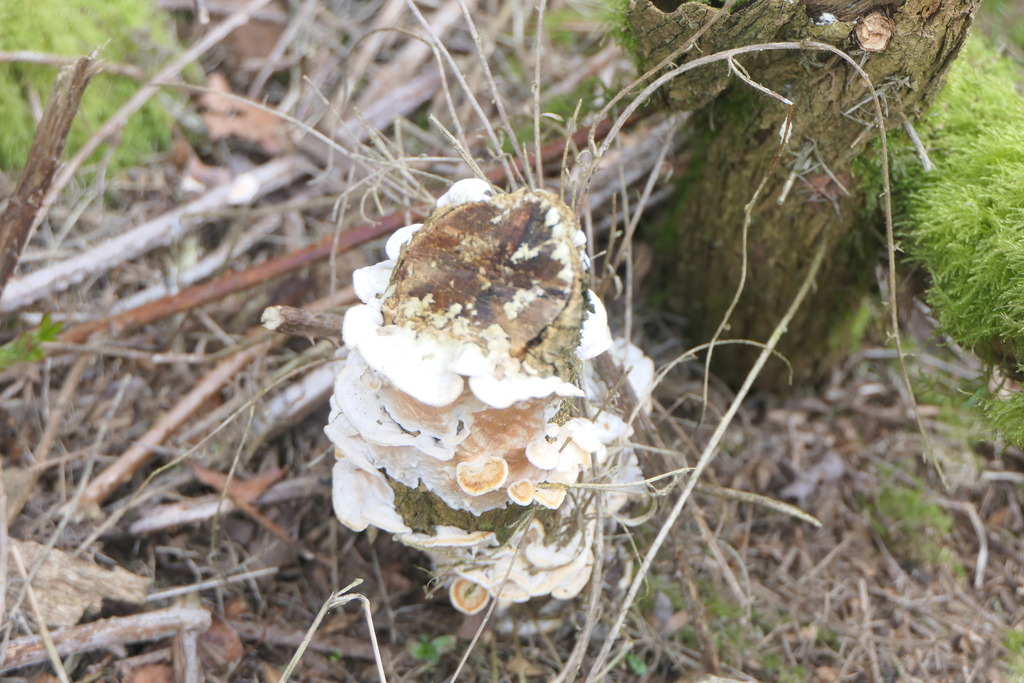 Byssomerulius corium · March 2026 · photo: © chinbrad (iNaturalist, cc0)
