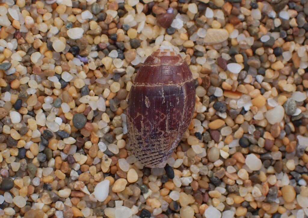Pyrene Shell Pyrene punctata from Yuraygir NSW 2464, Australia on March 18, 2026 at ...