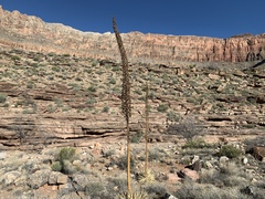 Agave utahensis kaibabensis