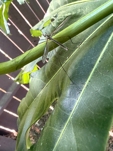 Unknown species found near Woodcreek Oaks Blvd, Roseville, CA, US