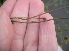 Campiglossa sororcula