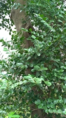 Suregada aequorea
