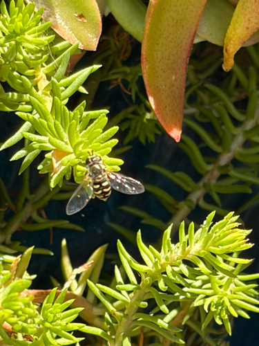 Unknown species found near Woodcreek Oaks Blvd, Roseville, CA, US