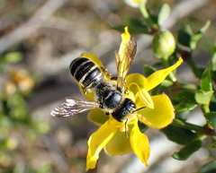 Hoplitis biscutellae