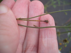 Campiglossa sororcula