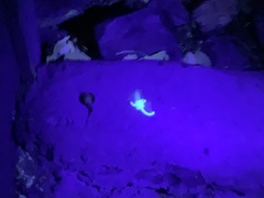 Centruroides sculpturatus