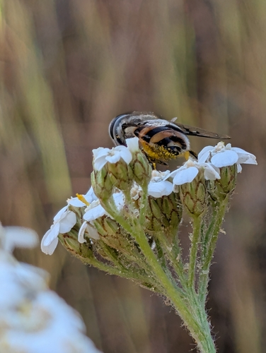 Unknown species found near Avalon, CA 90704, USA