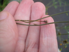 Campiglossa sororcula