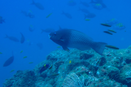 Scarus rubroviolaceus